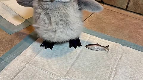 Cute Penguin baby