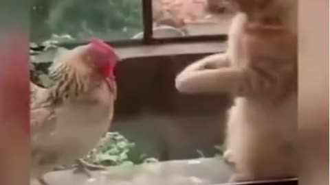 Pussy wa a U dn?