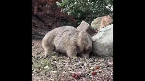 Animal Shenanigans Unleashed: Hilarious Compilation!