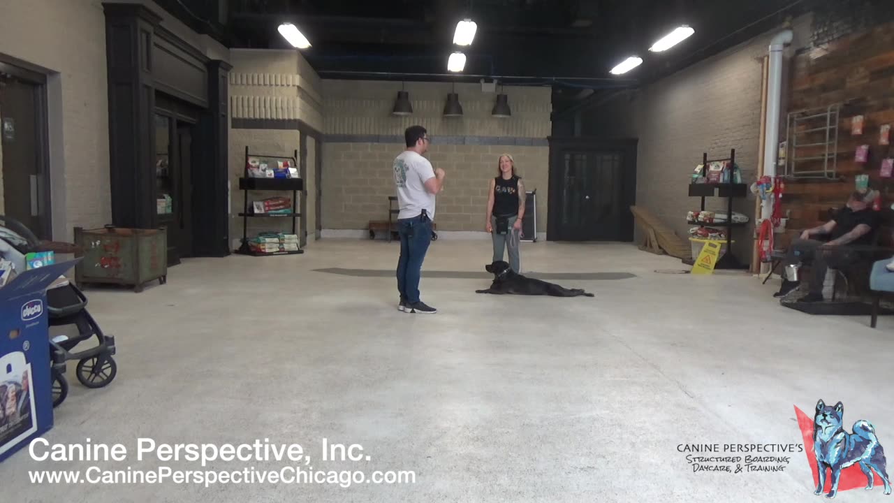 How To Teach Heel Command With A Nervous Reactive Pitbull On E-Collar