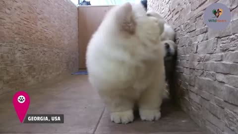 These Pups Will Make You Smile 😂🐾