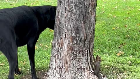 Dog and Squirrel Playing Cat and Mouse