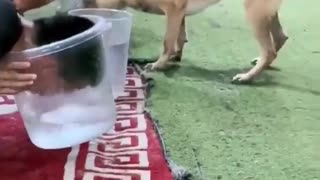 😂🐾 You Won't Believe This Cheating Pet Caught! | FunFM