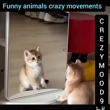 Funny pet's Crazy movement