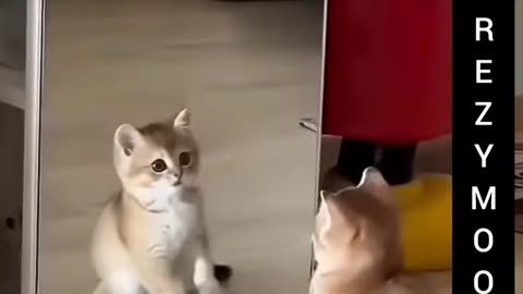 Funny pet's Crazy movement