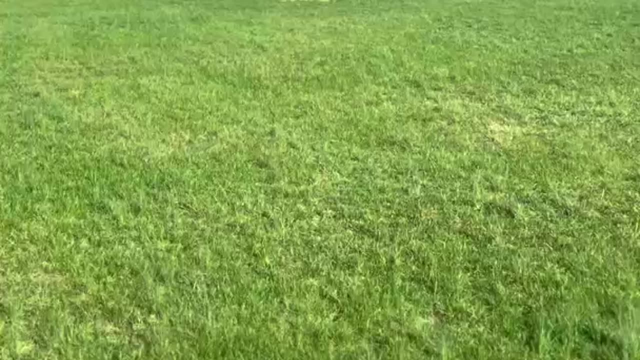 Stella Playing Fetch