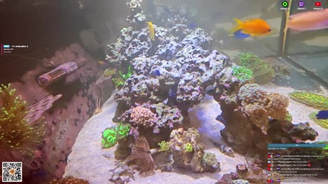 24/7 Real Live Reef Stream