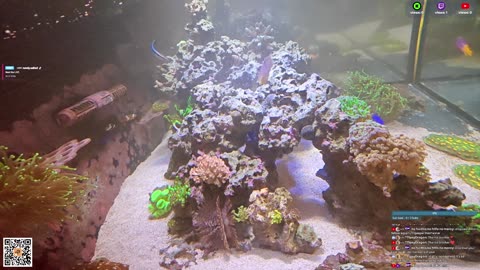 24/7 Real Live Reef Stream