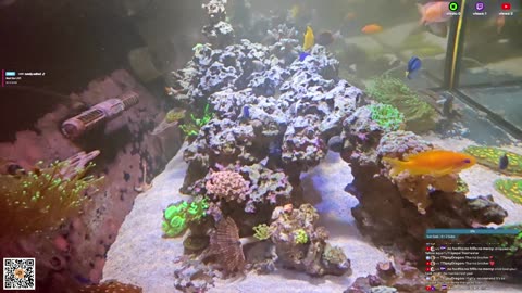 24/7 Real Live Reef Stream