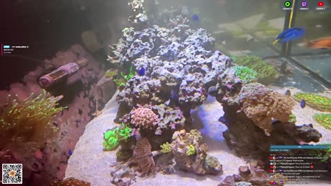 24/7 Real Live Reef Stream