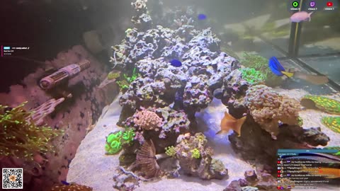 24/7 Real Live Reef Stream