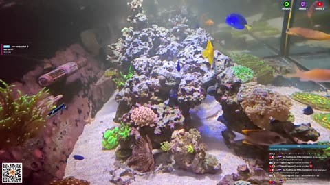 24/7 Real Live Reef Stream