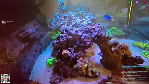 24/7 Real Live Reef Stream