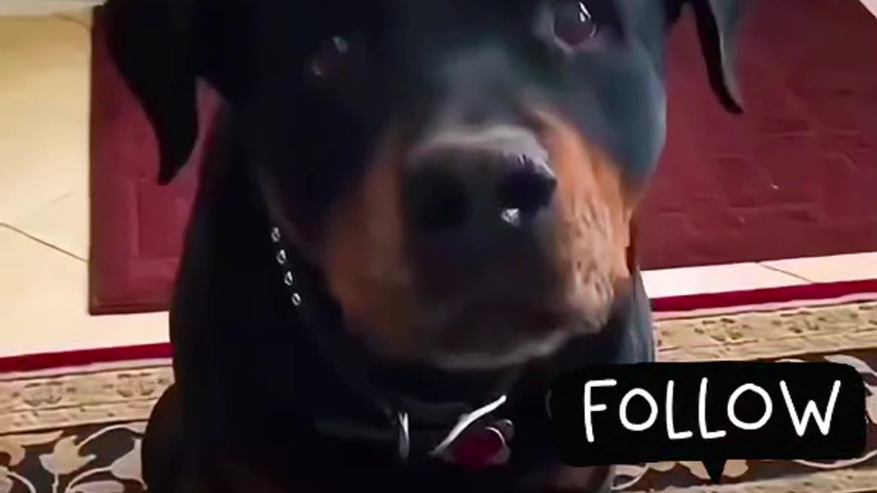 dogs try salad for the first time their reaction is priceless! 😂