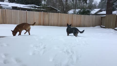 First time seeing snow 2