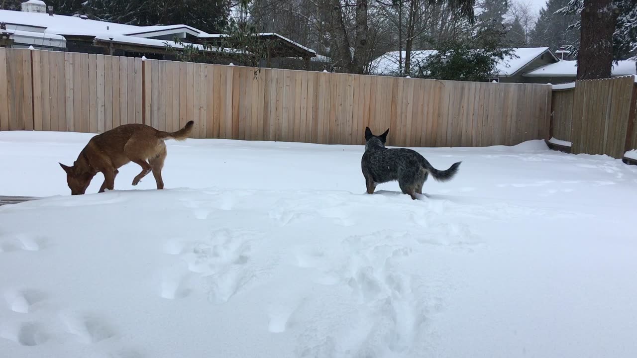 First time seeing snow 2