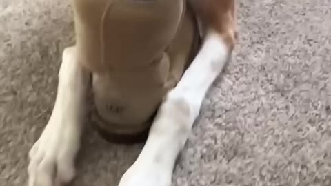 if the snoot fits