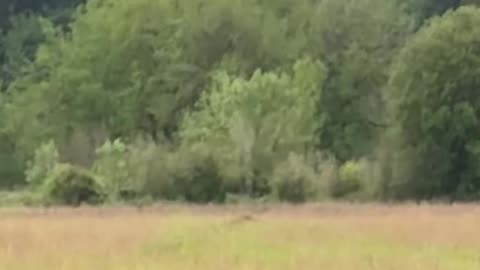 Coyote Jumps At Swooping Hawk