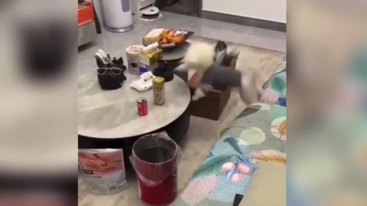 Adorable_Dog_Moments!