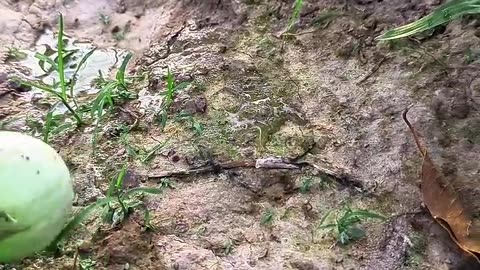 Careful frog