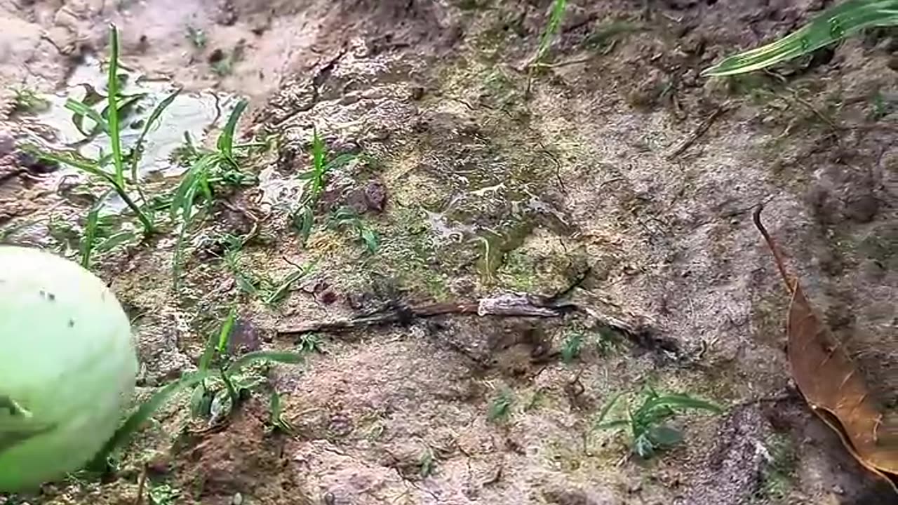 Careful frog