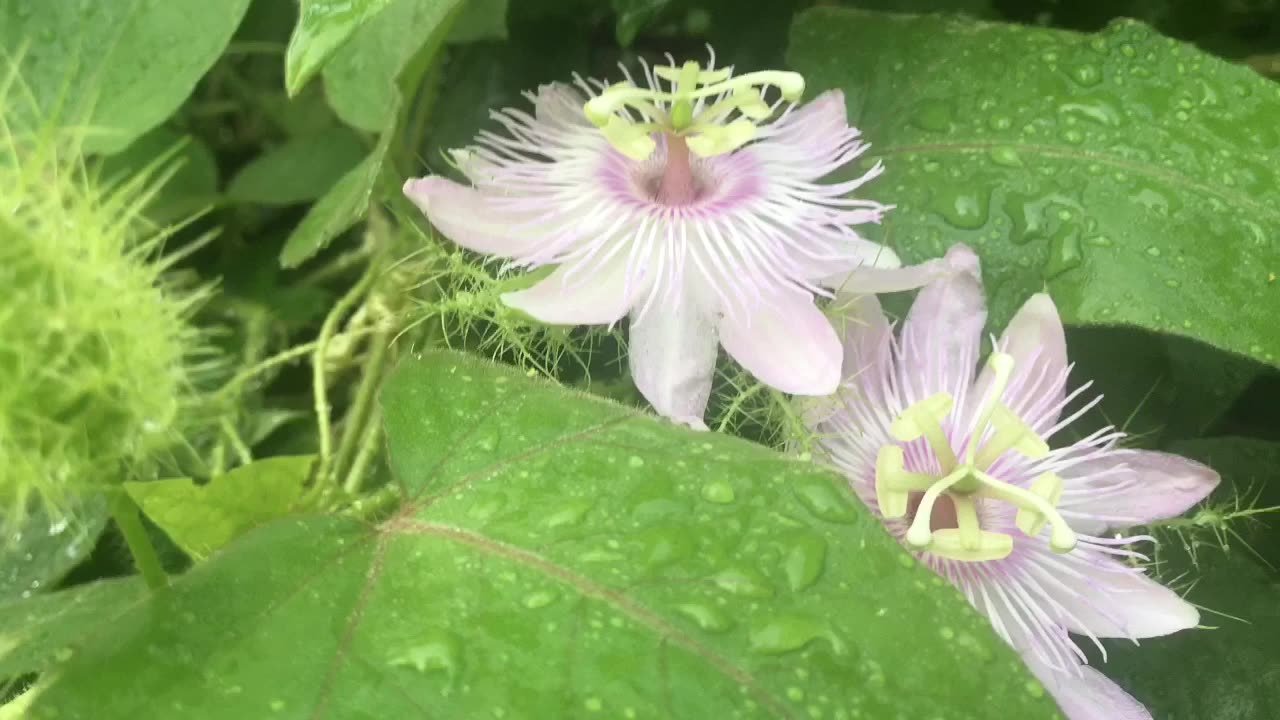 The flowers and plants look especially clean and green throught the baptism of rain.