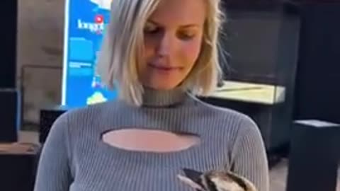 The Blue Winged Kookaburra, aka the bushmans alarm clock