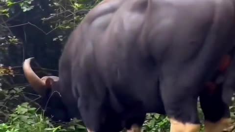 🤯✨ Discover The Largest and Heaviest Bovine on Earth! | FeedMyCuriosity