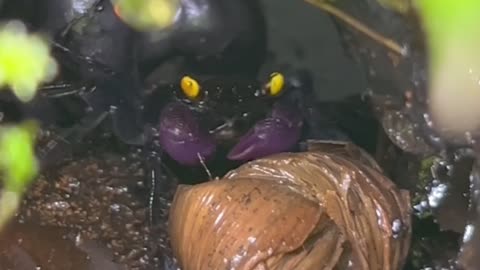 500 Day Vampire Crab Paludarium!