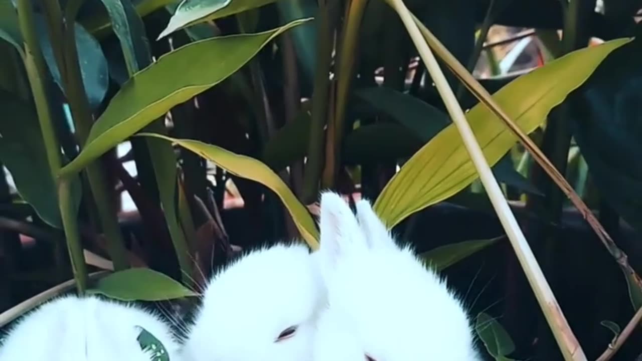 Easter Bunny Adventures with Cute Puppies! 🐰🐾