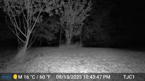 Raccoon Fight