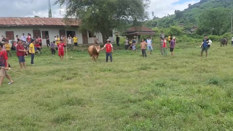 Nyuj Sib Nraus