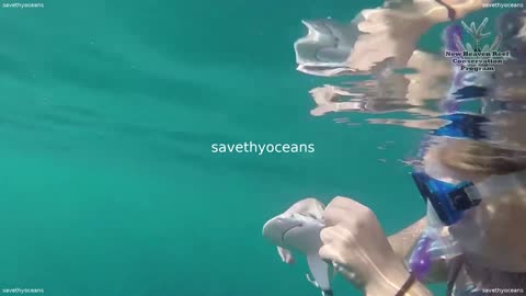 Baby Shark Is Rescued By Drivers From A Hook