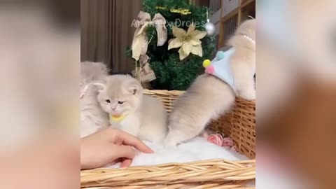 Funny Animals