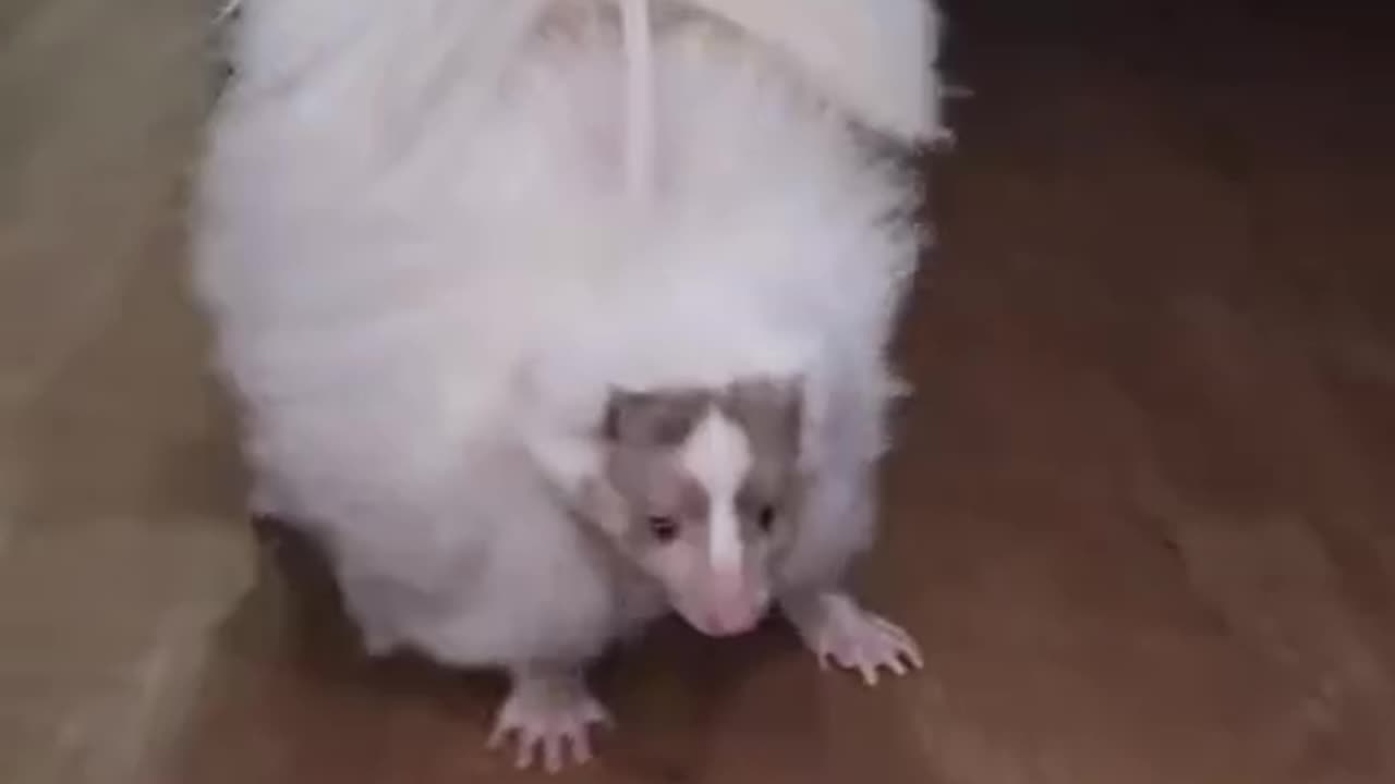 Albino skunk?