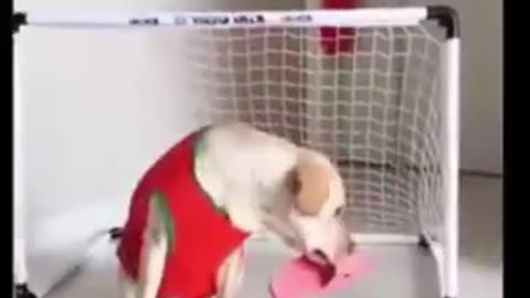 Funny Dogs and Cats
