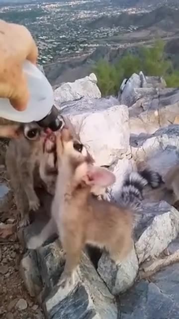 Funny and cute cacomistles at the watering hole.