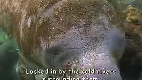 Must Watch: The manatees were cold and hungry, with nowhere to go. #wildlife #an
