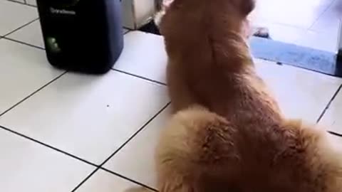 My_Friends_Dog_vs_My_Dog