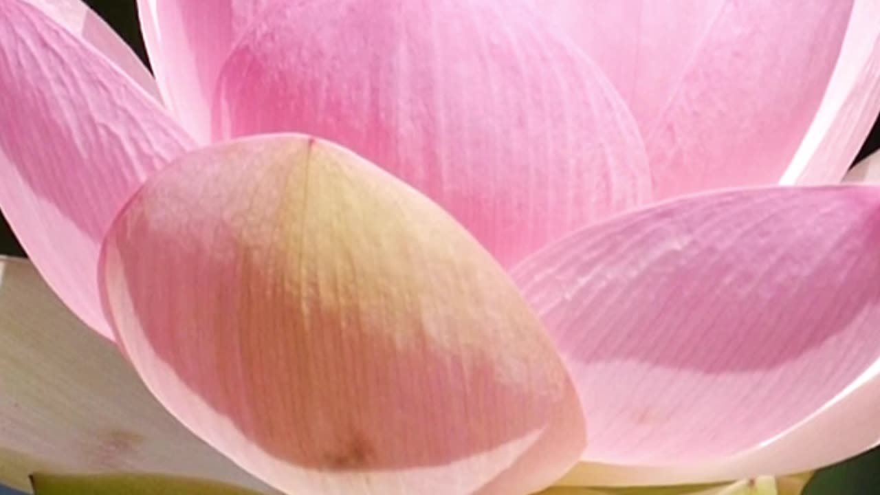 Choose the Path of Enlightenment