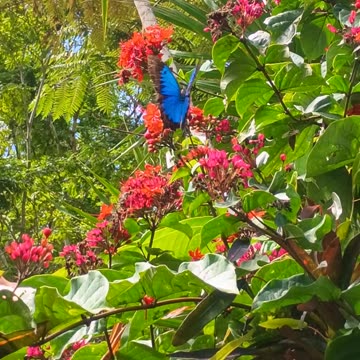 8.8.2025 Ulysses Butterflies