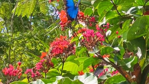 8.8.2025 Ulysses Butterflies