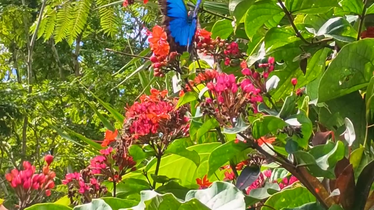 8.8.2025 Ulysses Butterflies