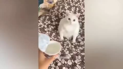 Funniest_Animal_1