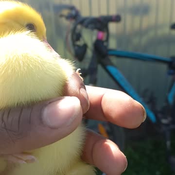 Can My Ducklings Become fully Grown Before Winter?🤔🥶