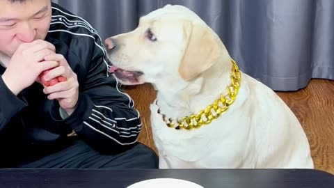 狗狗：小样，还敢抢我吃的？Dog: You dare snatch my food?
