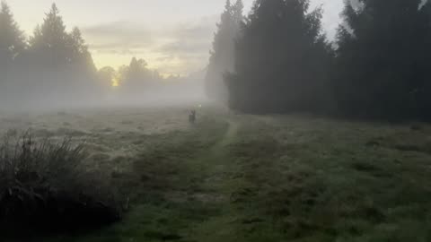 waynes park patrol in the mysterious fog 908209834298