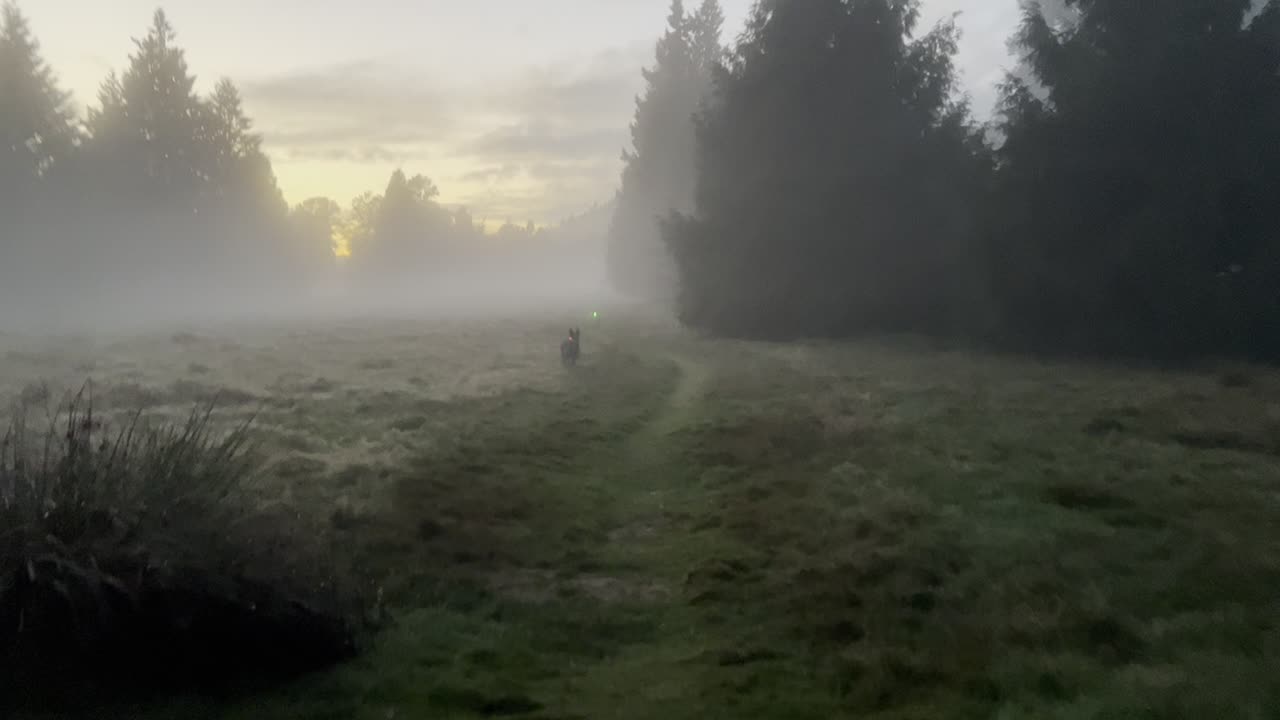waynes park patrol in the mysterious fog 908209834298