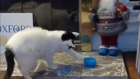 😍😍😘🔥 😍💦 FUNNY Animals and pet's💕😘 😘🔥 💕😘 😍💦 💦
