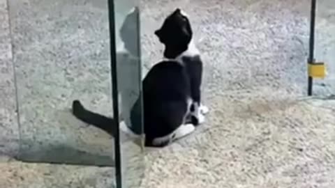 Cute Funny House Cats